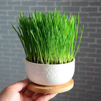 CYBEXIS ATS-84 - Cat Grass Hard Red Winter Wheat - (7500 Seeds) Seed(7500 per packet)