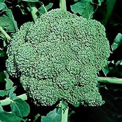 CYBEXIS Broccoli Brassica Cauliflower Seeds 500 Seeds Seed(500 per packet)