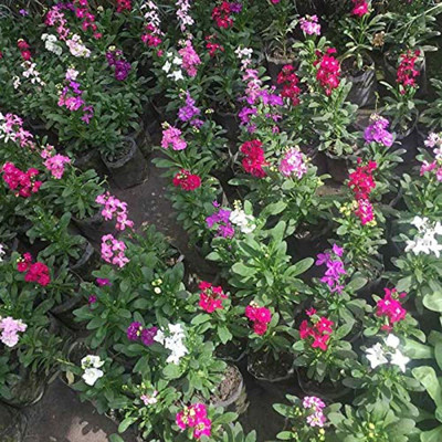 KANAYA Stock Matthiola Incana Double Mix Flower Seed(20 per packet)