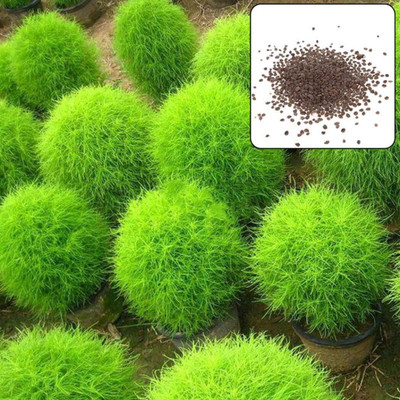 Epazo Kochia Seed(60 per packet)