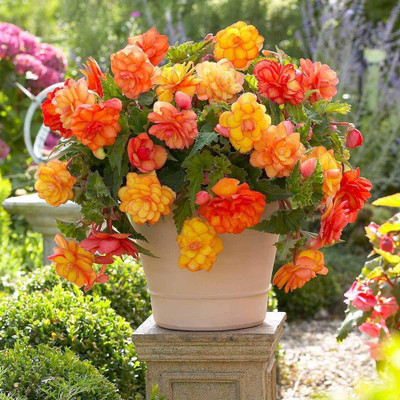 VibeX KGF -20 - Begonia Beautiful Multi-Colour Flowers - (270 Seeds) Seed(270 per packet)