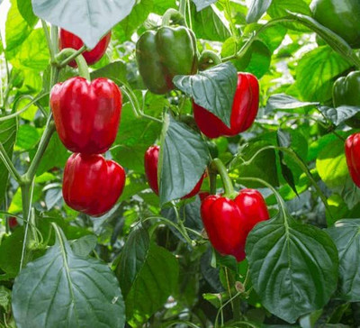 Qualtivate HUA-5A Red Wonder Capsicum/bellpepper Seeds Seed(100 per packet)
