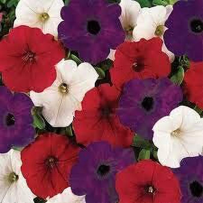 Aywal Exotic Petunia Double Mix Seed(70 per packet)