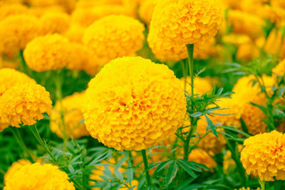Ashish marigold/gende ka phool flower seeds Seed(75 per packet)