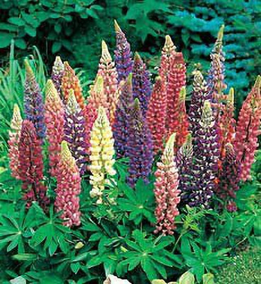AXAQI Lupin Mixed Color Flower Seed(85 per packet)