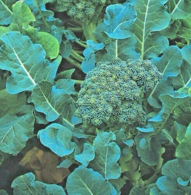 CYBEXIS Seeds of Vegetable Calabrese Di Cicco Broccoli2000 Seeds Seed(2000 per packet)