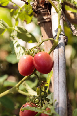 Arshayat tomato Seed(75 per packet)