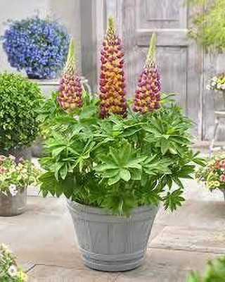 Aywal Lupin Pixie Dwarft Mixed Flower Seed(90 per packet)
