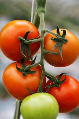 PETBUDDIES WORLD tomato Seed(135 per packet)