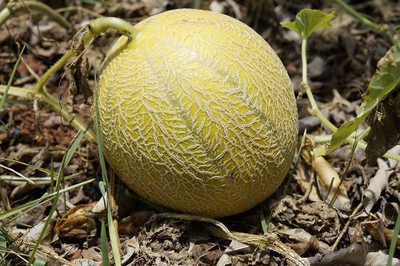 wequality muskmelon seeds for farming/muskmelon seed 37 Seed(37 per packet)