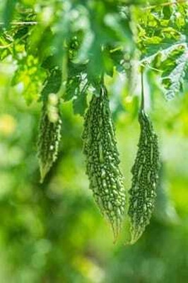 Paudhaa F1 BEST QUALITY BITTER GOURD SEEDS Seed(33 per packet)