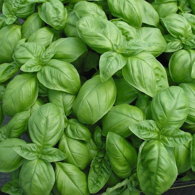 Qualtivate TLX-13 Basil Nufar(Ocimum basilicum) Seed(1000 per packet)