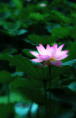 Natures Yard lotus,kamal gatta Seed(10 per packet)