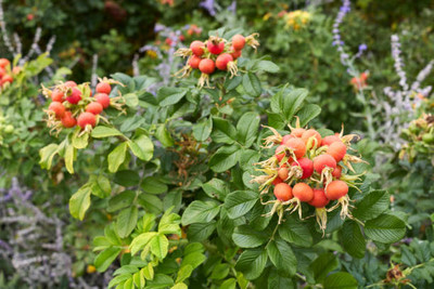 MAA LITCHI,LICHEE,LYCHEE Seed(10 per packet)