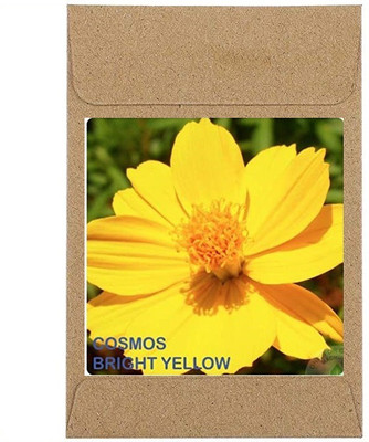 CYBEXIS Cosmos BL Flower Seeds200 Seeds Seed(200 per packet)