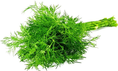 CYBEXIS PUAS-9 - Herb Dill Bush Giant - (750 Seeds) Seed(750 per packet)