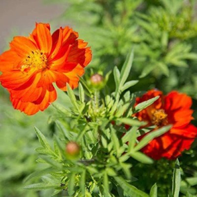 CYBEXIS HUA-82 - Redcrest Cosmos Flower - (270 Seeds) Seed(270 per packet)