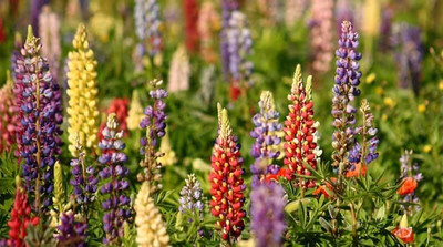 Lorvox Lupin Mix Dwarf Flower Seed(24 per packet)