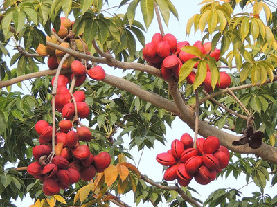 Qualtivate GBPUT-47 Serculia Foetida / China Almond / Java Olive Tree Seeds Seed(25 per packet)