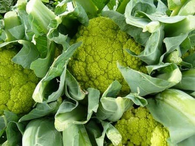 Aywal Green cauliflower Gobi Seed(130 per packet)