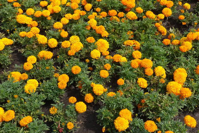Seedshub marigold,gende ka phool seeds Seed(20 per packet)