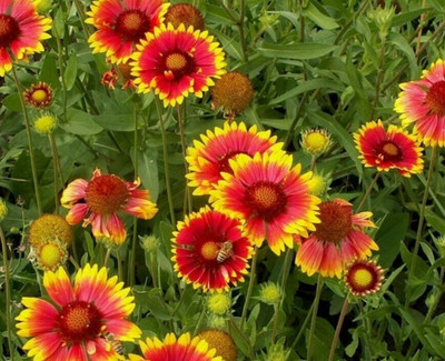 WATIKA Gaillardia aristata Blanket flower Seed(50 per packet)
