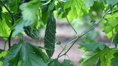 Kodali Hybrid F1 Bitter Gourd Seed Pack Of 12 Seed(12 per packet)