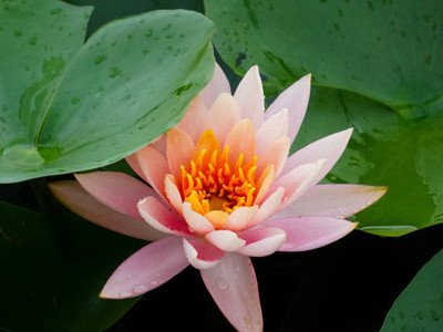 sarvottam creation lotus,kamal gatta Seed(14 per packet)