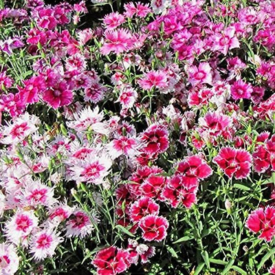 Aywal Dianthus Multicolor Color Flower Seed(20 per packet)