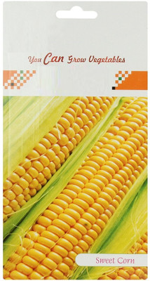 CYBEXIS Sweet Corn Hybrid2000 Seeds Seed(2000 per packet)
