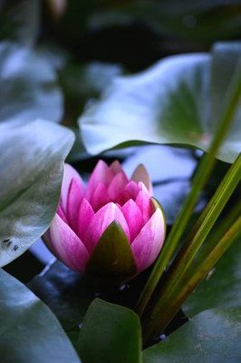 BDSresolve lotus,kamal gatta Seed(10 per packet)