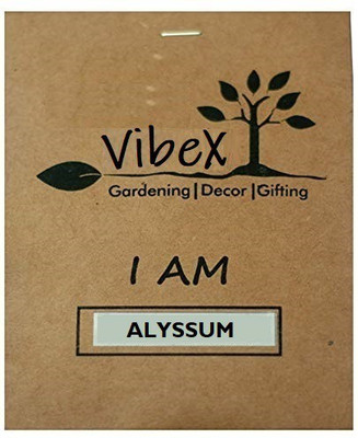 CYBEXIS Alyssum Snow Carpet Mixed Flower Seed(50 per packet)