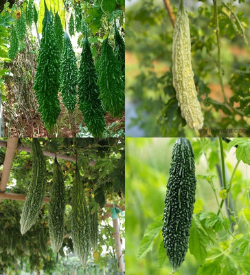 ibains karela seeds organic biij 45 Seed(45 per packet)