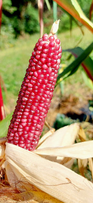 MSG Red Popcorn, Vutta Seed(100 per packet)