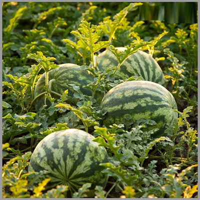 KNESSiN Deep Crimson Red High Yield Hybrid Watermelon Seed(50 per packet)