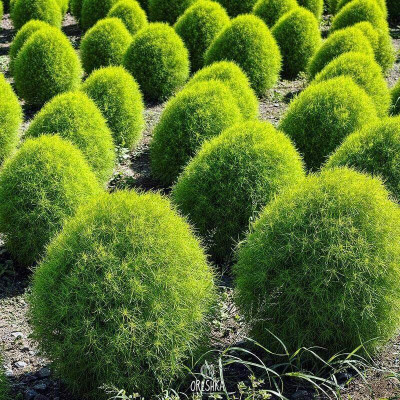 Aywal Kochia Flower Best For Home Gardening Seed(10 per packet)