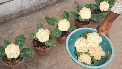 DEYS AGRO ™ cauliflower seeds,f1 hybrid coliflower|phool gobhi vegetable Seed(136 per packet)