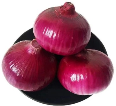 WATIKA Red Onion Super Nasik Seed(500 per packet)