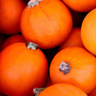 KNESSiN Organic Wee-B-Little Pumpkin (200 Seeds) Seed(200 per packet)