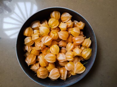 Quentova Cape Gooseberry (रसभरी) Seeds-NTL-7G Seed(75 per packet)