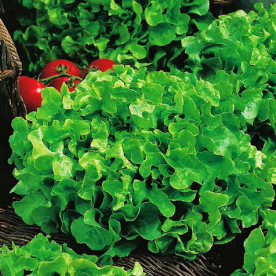 VibeX ® VLR-356 Salad Bowl Green Lettuce Seeds Seed(200 per packet)