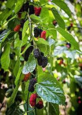 Oliver mulberry(shahatoot) fruit seeds Seed(67 per packet)