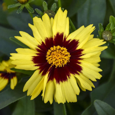 CYBEXIS Coreopsis, UpTick Yellow & Red-50 Seeds Seed(50 per packet)