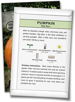 WILLVINE ® Big Max Pumpkin Seeds Seed(500 per packet)