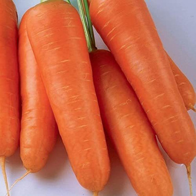 CYBEXIS VXI-70 - Japanese SHIN KURODA Carrot - (250 Seeds) Seed(250 per packet)