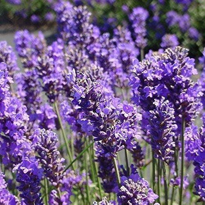 KNESSiN Lavender (Lavandula angustifolia)Medicinal Herb in FROZEN CAPSULES[400 Seeds] Seed(400 per packet)