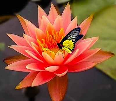 Qualtivate HUA-2A Peach/Orange Color HARDY Water Lily Seeds Seed(25 per packet)
