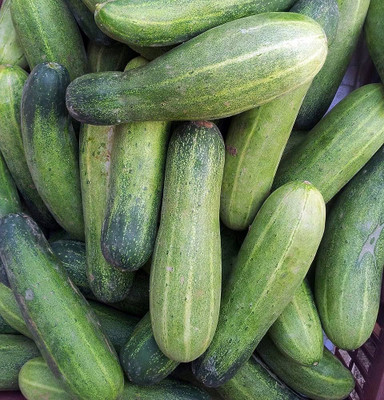 BDSresolve cucumber seeds hybrid/ Cucumber seeds 50 Seed(50 per packet)