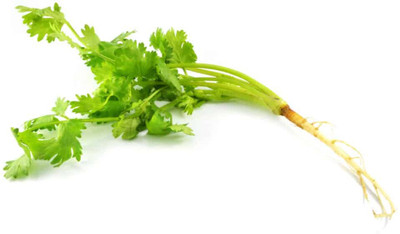 CEZIUS Seeds for Sowing Purpose Organic Cilantro/Coriander-b6Y Seed(190 per packet)