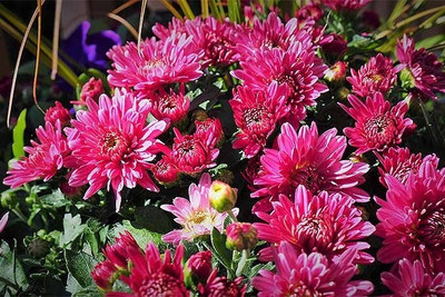 Quentova Chrysanthemum Flower Seed(100 per packet)